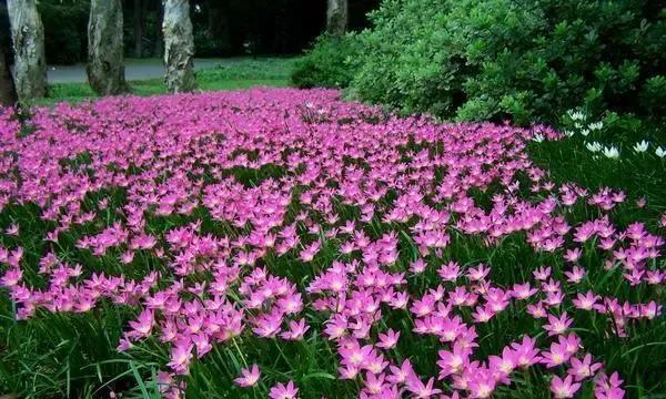 四季花开，缤纷绽放（探索四季最有代表性的花卉）