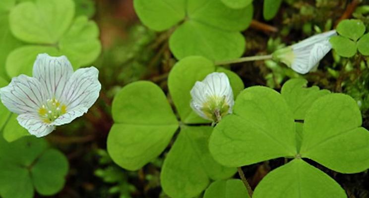 四叶草的爱情寓意（四叶草的传说）