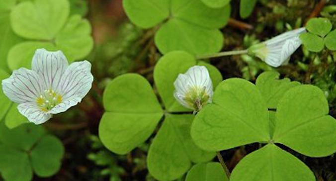 四叶草的花语与象征意义（探寻四叶草的秘密与神奇）