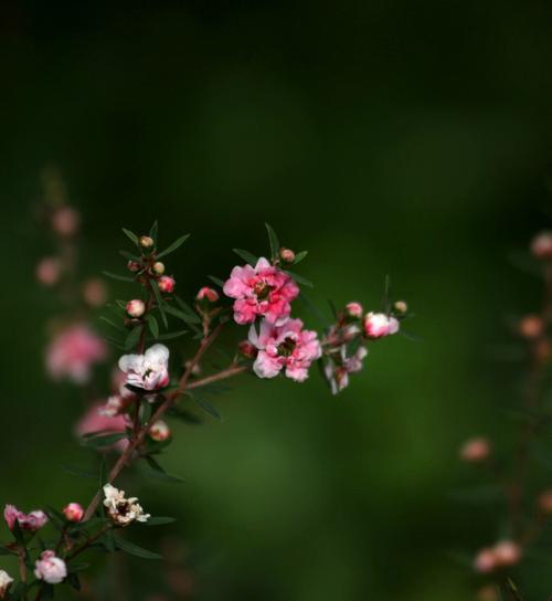 以松红梅的花语为主题的文章（松红梅——坚韧与美丽的化身）