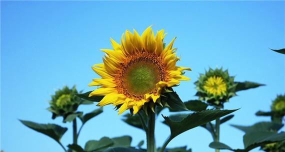 以太阳花的花语和象征意义（探寻以太阳花的文化内涵与象征意义）