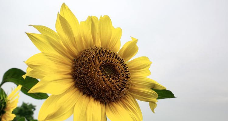 以太阳花的花语与寓意（以太阳花的美丽与坚韧）