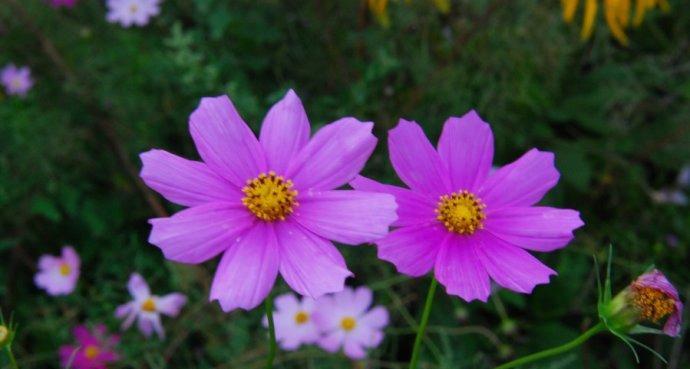 八角梅的开花时节剖析（了解八角梅开花的时间）