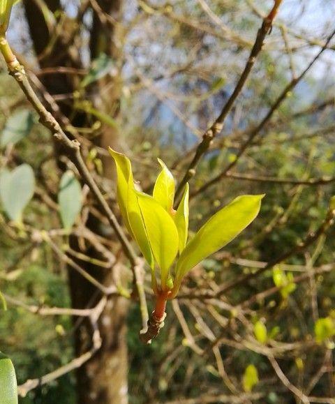 揭秘八角树的开花时节（一般几月份开花）