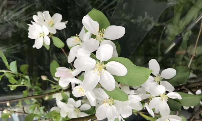 八棱海棠的花期（探究八棱海棠的开花时间与特征）