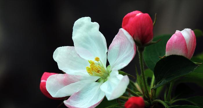 八棱海棠的花期（探究八棱海棠的开花时间与特征）