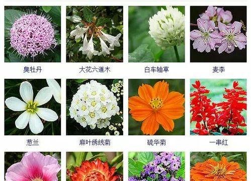 八仙花的开花次数与季节（探秘八仙花的花期特点及生态环境）