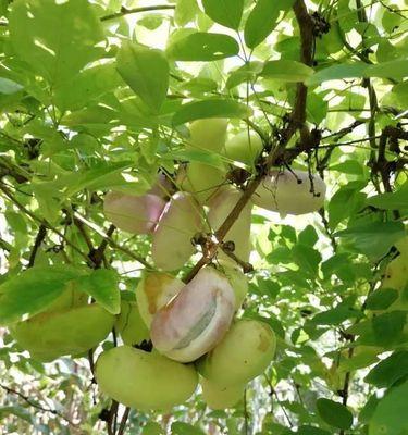 八月瓜开花时间及生长特点（八月瓜的种植要点）