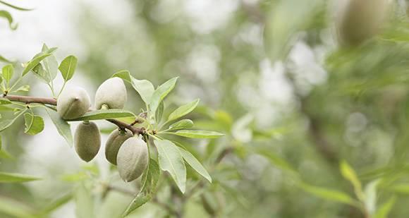 巧克力之源——巴旦木的成熟过程（从花落果生到成熟收割）