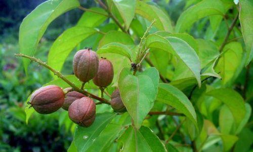 了解巴豆种子——毒性植物的真相（探寻巴豆的起源、特点和应用价值）