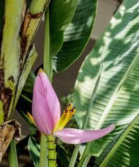 芭蕉成熟时间解析（从开花到成熟需要多长时间）