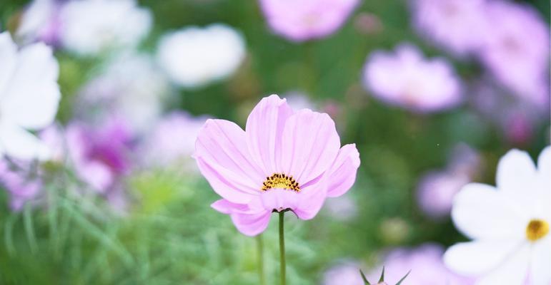 格桑花的花语及含义（唤醒生命力的格桑花）