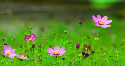 格桑花的寓意与象征（探索格桑花的美丽与哲理）