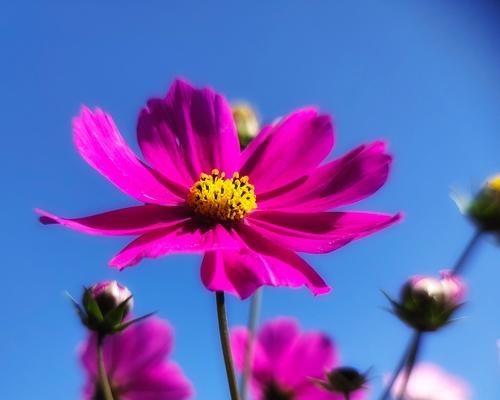 格桑花风水寓意与作用（格桑花风水）