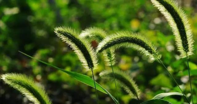 狗尾巴草的象征意义与寓意（探索狗尾巴草的传统象征与现代寓意）