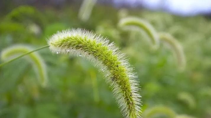 狗尾巴草的花语和寓意（解读狗尾巴草花语的多重含义）