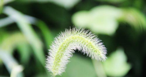 狗尾巴草的花语和寓意（解读狗尾巴草花语的多重含义）