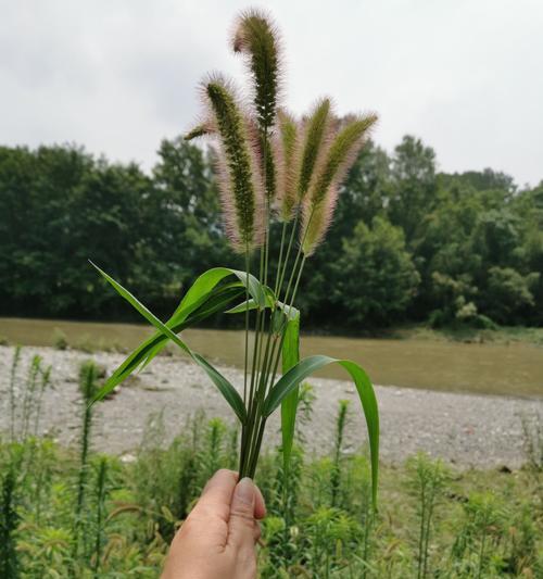 狗尾草的花语及其爱情含义（揭开狗尾草花语的神秘面纱）