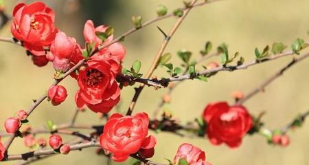 海棠花的花语及象征意义（海棠花的传世佳话与美丽寓意）