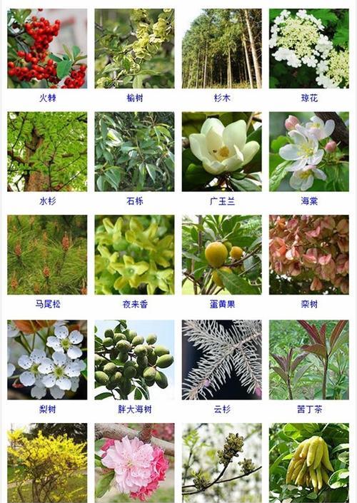 禾本科植物品种及特点一览（探索禾本科植物的丰富多样性与特征）