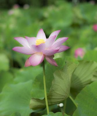 荷花与生肖（以荷花为媒介）