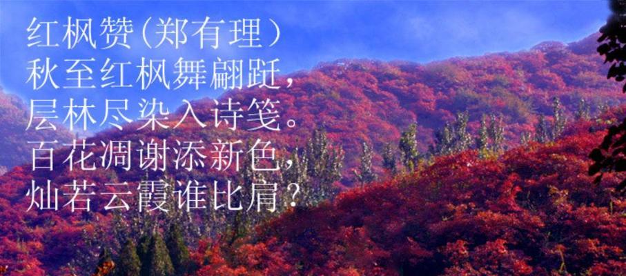 红枫花的寓意与花语（探寻红枫花的浓情蜜意）