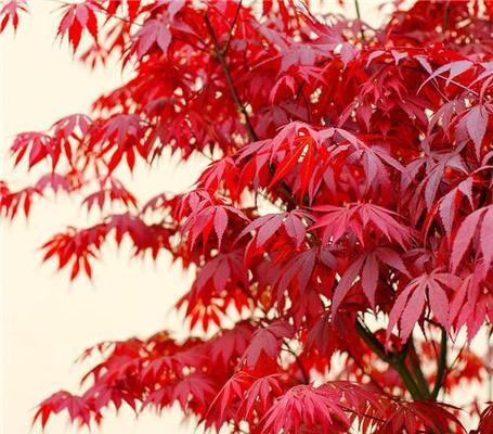 红枫花的寓意与花语（探寻红枫花的浓情蜜意）