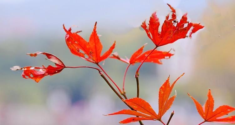 红枫花语解读（赏秋时节）