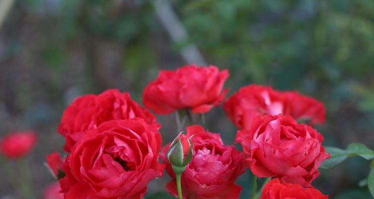 红色月季花语的寓意与象征（唤醒热情）