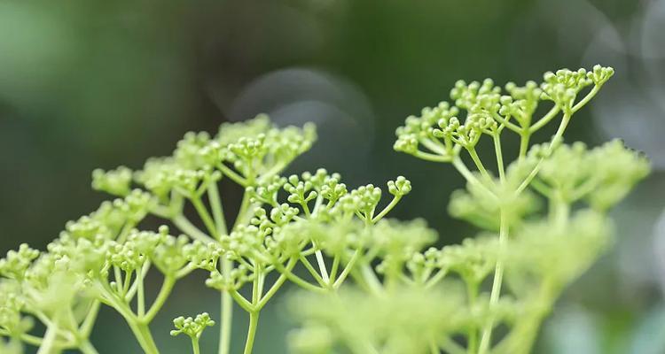 花椒开花的美丽与神秘（探寻花椒开花的奇妙之旅）