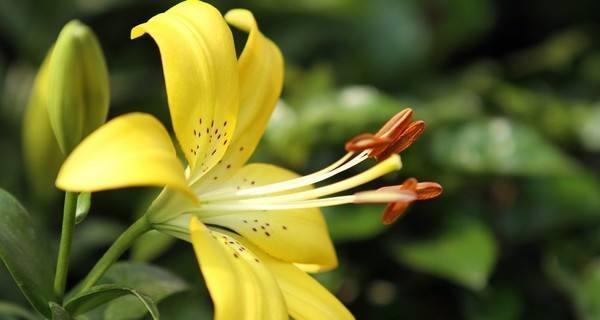 黄百合花（阳光明媚中的美好期待）