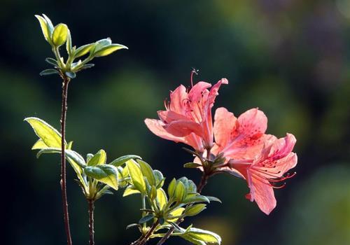 黄山市花——杜鹃花的象征与意义（杜鹃花）