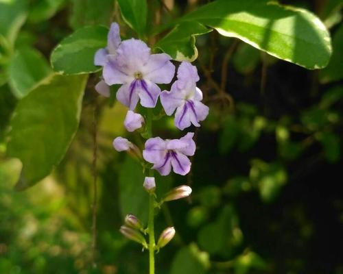 以假连翘花的寓意和象征（揭示连翘花背后的深刻含义）