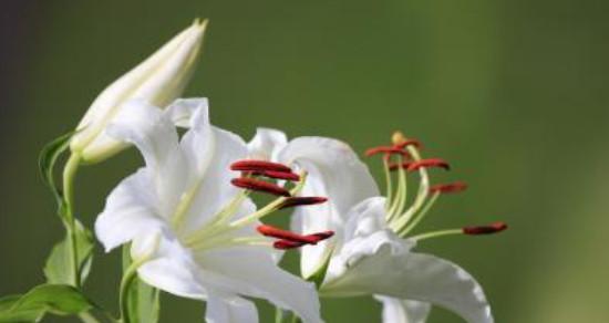 金百合花的花语与寓意（探索金百合花的深层含义及其在生活中的应用）