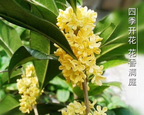 金桂花开的季节和寓意（金桂什么时候开花）