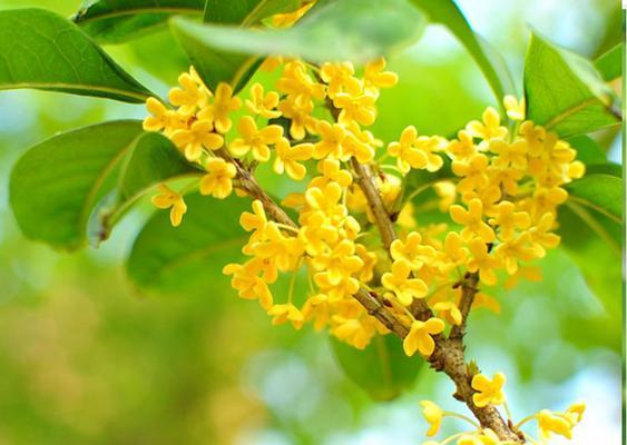 金桂花开的季节和寓意（金桂什么时候开花）