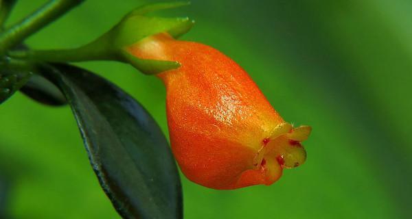 金鱼花的花语——富贵、繁荣与美丽（探寻金鱼花的独特花语）