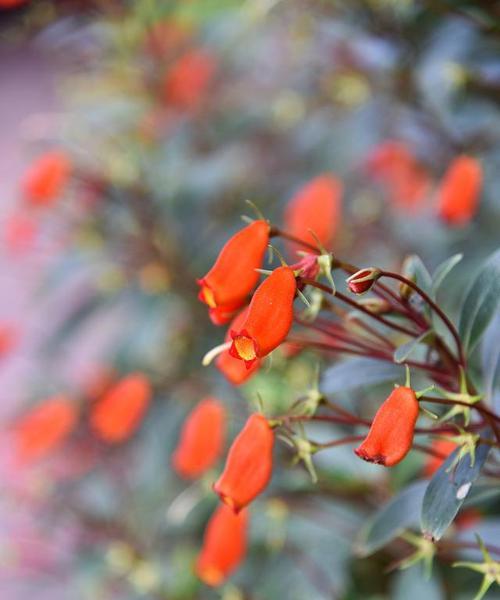 金鱼花的花语——富贵、繁荣与美丽（探寻金鱼花的独特花语）