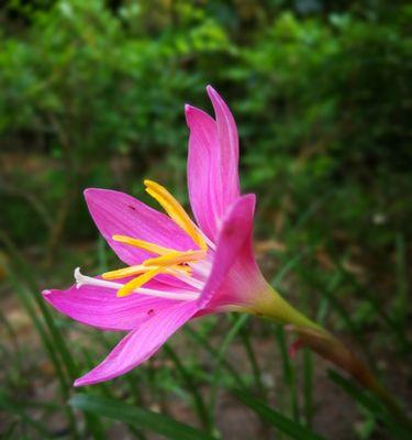 韭莲花语（传递韭莲花所代表的坚持与美好的心灵告白）