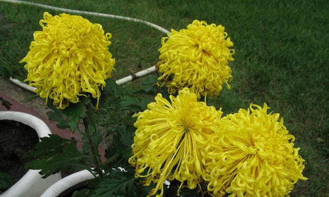 菊花代表的生肖之谜（探寻菊花象征不同生肖的含义）