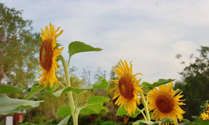 葵花的象征意义与寓意（探寻葵花的美丽与深层含义）