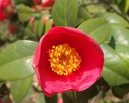 昆山的市花——牡丹花（昆山市花的意义与美丽）