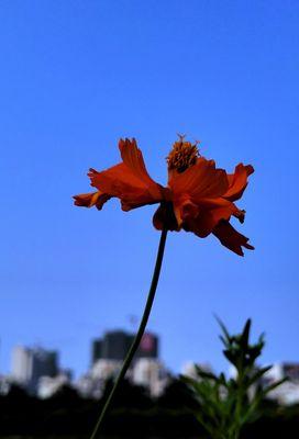 市花格桑花的象征寓意（探寻市花格桑花的文化内涵）