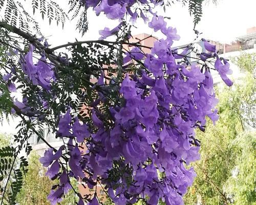 蓝花楹的花语与寓意（美丽蓝花楹传递着何种信息）