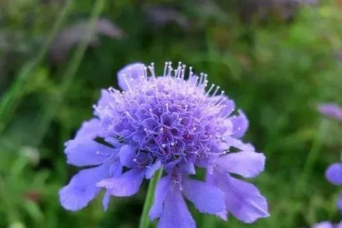 蓝色菊花的花语与寓意（探寻蓝色菊花的深意及其象征意义）