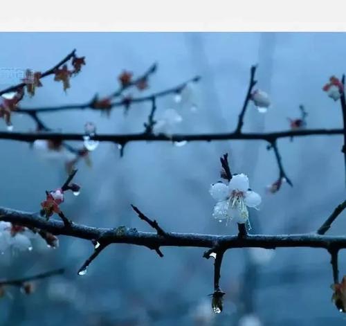 蓝色腊梅的寓意和象征风水（带来清新与平静）