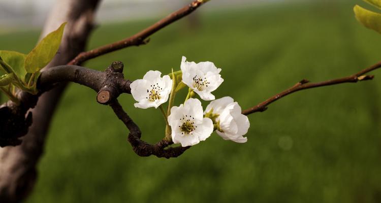 梨花与十二生肖（揭秘梨花的独特象征意义与生肖对应关系）