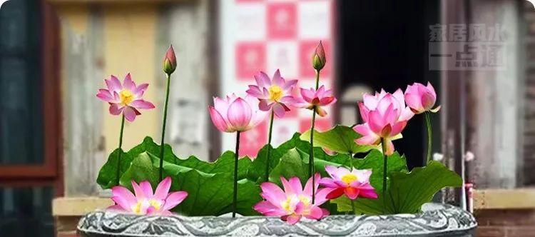 以莲花的寓意和象征风水（莲花的美丽与哲学意义）