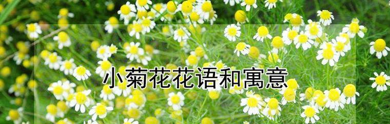 绿菊花的花语和寓意（探索绿菊花的象征意义与美丽魅力）