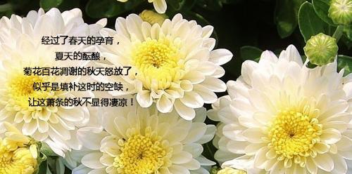 绿菊花的花语和寓意（探索绿菊花的象征意义与美丽魅力）